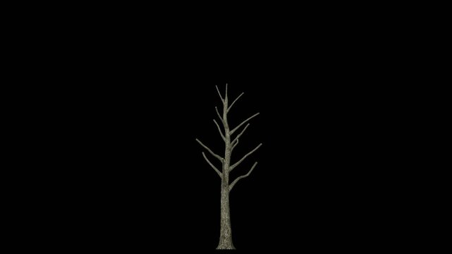 3d growing tree on an alpha channel