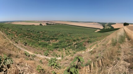 A View of Rolling Hills and Agricultural Fields from a High Point