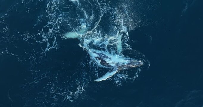 Whale breeches playfully