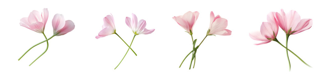 Fototapeta premium Pink lotus flower on a transparent background