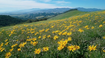 Fototapeta premium A scenic view of a hillside covered in yellow wildflowers, stretching into the distance with mountains in the background.