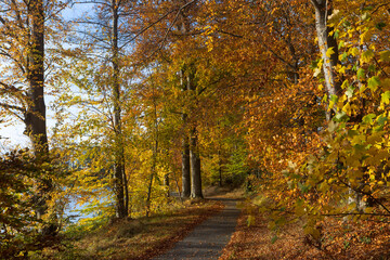 Malerischer Pfad durch leuchtende Herbstlandschaft.