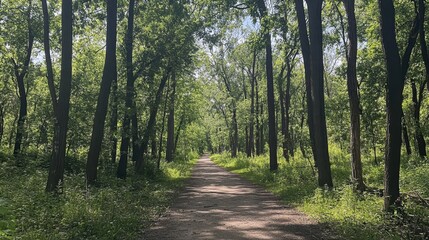 Obraz premium Serene Pathway Through a Lush Green Forest