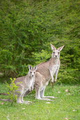 kangaroo and a joey in the grass