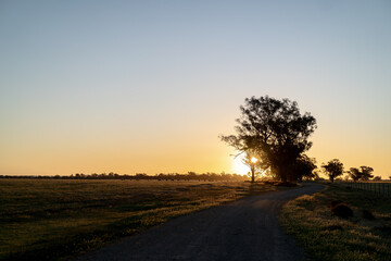 sunset in the field with a tree
