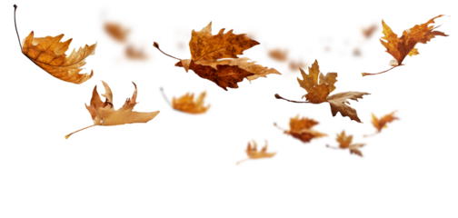 leaf leaves isolated autumn winter season background falling fall platanus tree wid air w