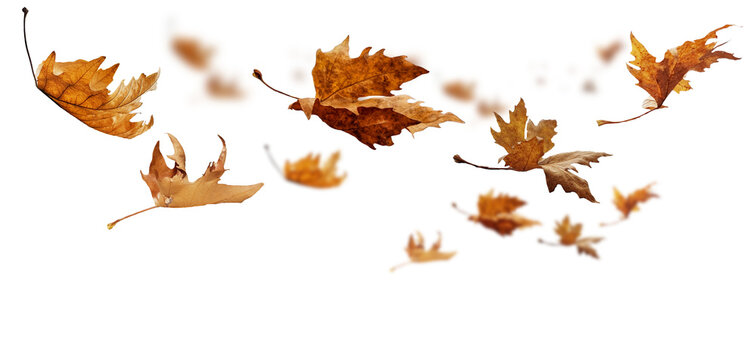 leaf leaves isolated autumn winter season background falling fall platanus tree wid air w