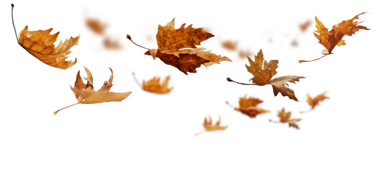 leaf leaves isolated autumn winter season background falling fall platanus tree wid air w