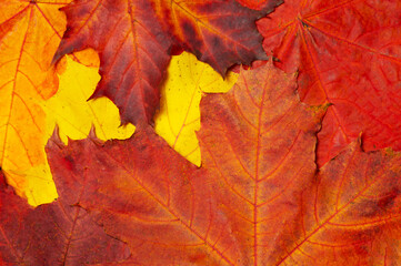 Autumnal Equinox. Canada Day. Winter solstice the end of autumn. Red and yellow maple leaves. Red leaf is a symbol of autumn.