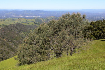 Foothill pine on the slopes of Mt Diablo, California