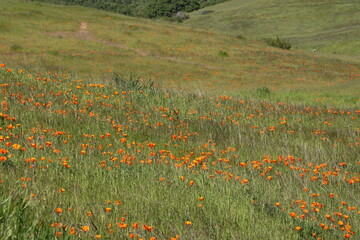 Poppies blooming in the spring on the slopes of Mt Diablo, California