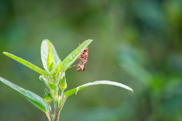 Ant on a flower