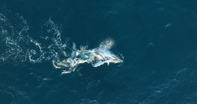 Whale breeches playfully