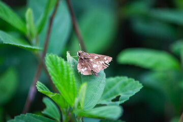 butterfly on a green leaf