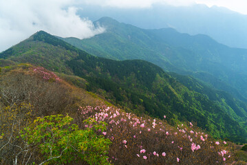 東赤石山とアケボノツツジ