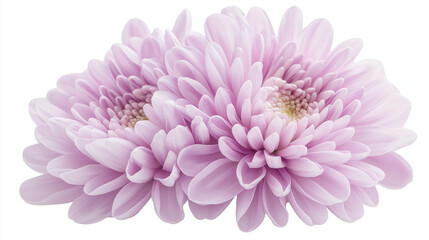 Lilac chrysanthemum flower isolated on white background, featuring soft and pale petals with intricate details, no shadow, and a smooth high-resolution cutout for a delicate floral presentation