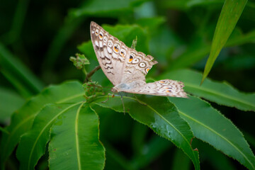 butterfly on a flower