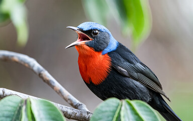 red winged blackbird