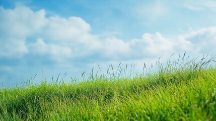 Fototapeta premium Illustration of green meadow in spring, with warm sunshine. Ai generated image
