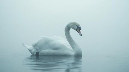 Fototapeta premium Frontal view of a graceful swan, minimalist lines capturing elegance and tranquility, serene pastel colors