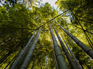 Hokoku ji Temple bamboo forest in Kamakura, Kanagawa, Japan