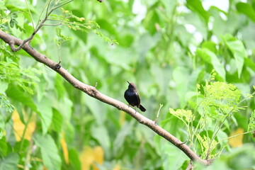 Indian robin or Copsychus fulicatus bird. It is a species of passarine bird in the family Muscicapidae. It is widespread in the Indian subcontinent and ranges across Bangladesh, Bhutan, India, Nepal.