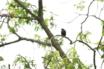 Indian robin or Copsychus fulicatus bird. It is a species of passarine bird in the family Muscicapidae. It is widespread in the Indian subcontinent and ranges across Bangladesh, Bhutan, India, Nepal.