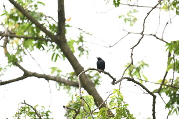 Indian robin or Copsychus fulicatus bird. It is a species of passarine bird in the family Muscicapidae. It is widespread in the Indian subcontinent and ranges across Bangladesh, Bhutan, India, Nepal.