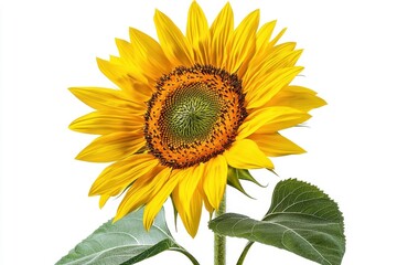 Obraz premium A sunflower isolate on a white background, showcasing its vibrant color and large petals.