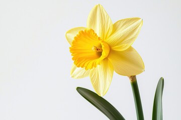 Naklejka premium A bright daffodil flower isolated on a white background, showcasing its vibrant yellow color and unique shape.