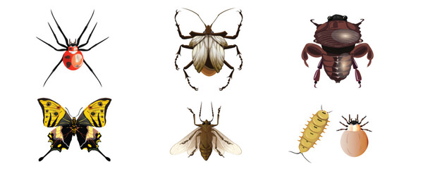 insects species icons shiny colored modern