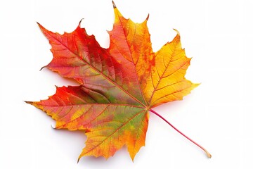 Obraz premium a vibrant fall maple leaf isolated on white, Generative AI.