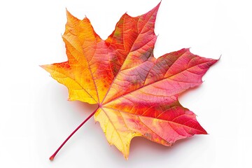 Obraz premium a vibrant fall maple leaf isolated on white, Generative AI.