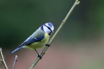 Blue tit