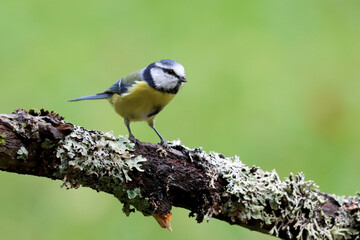Blue tit