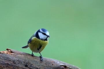 Blue tit.