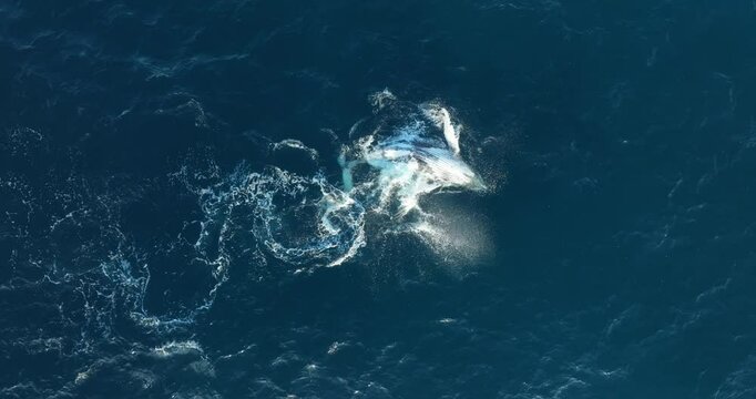 Whale breeches playfully