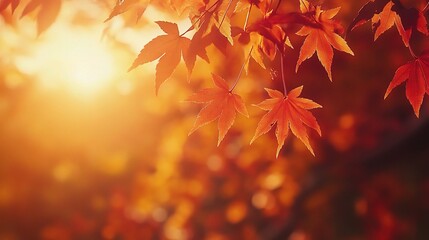 Fototapeta premium Vibrant Autumn Leaves in Soft Golden Light