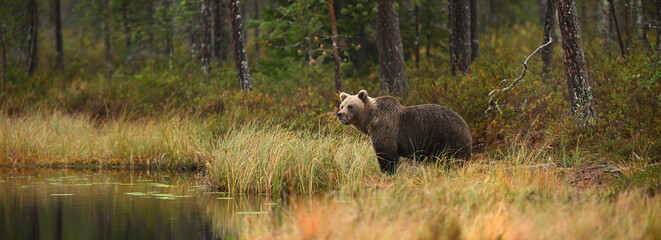 Female Brown Bear Looking Behind the Lake in a Marshy Autumn Forest Landscape