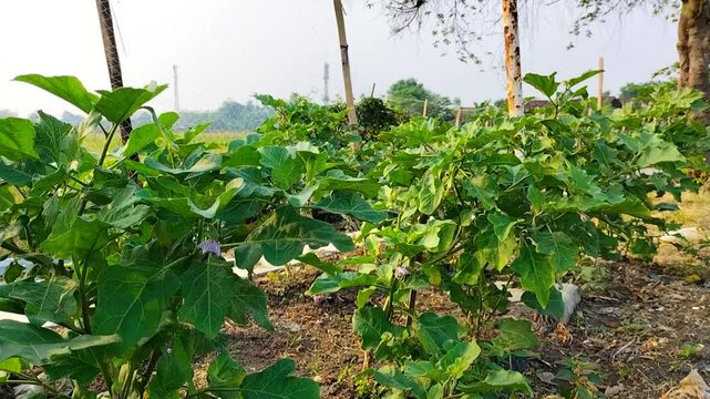 Green eggplant or Brinjal plant with flower and fruits in the yard of the house.
