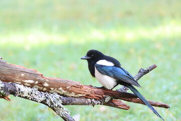 Obraz premium Eurasian magpie