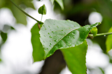 passion fruit plant, Passiflora edulis or Passionfruit or Maracuja or leaf of plant and rain drop