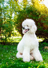 A white royal poodle sits in the grass on a park background. Dog with open mouth looking away. Dog training. Grooming. The photo is blurred