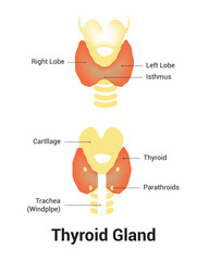 Thyroid Gland Science Design Vector Illustration Diagram