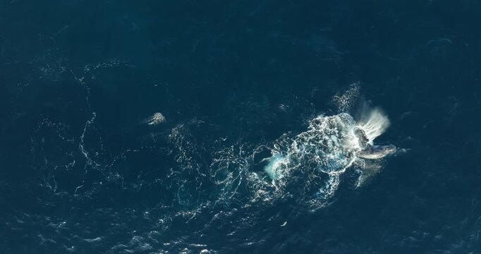 Whale breeches playfully