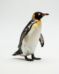 Fototapeta premium a penguin waddling by on plain white background