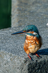 青い鳥カワセミ