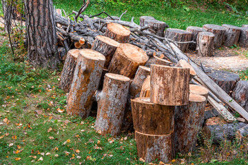 Firewood is made from pine tree trunks and used in winter.