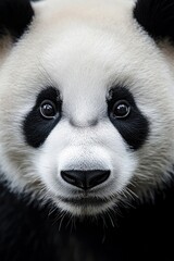 Close-up portrait of a panda's face with black and white fur detail