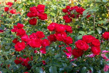 Fototapeta premium Romantic bouquet of roses in nature